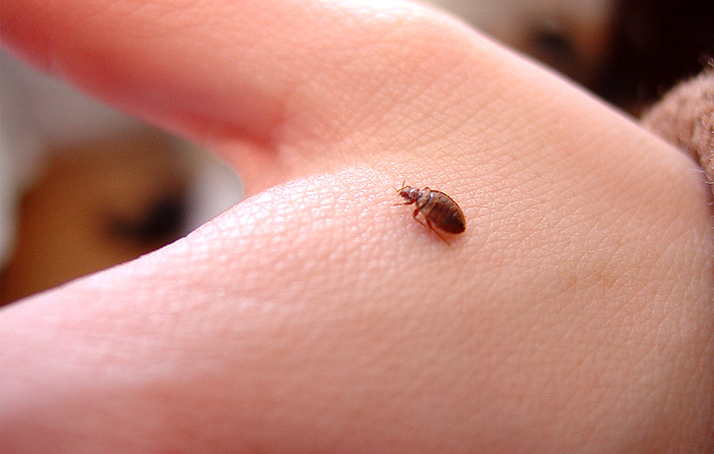 Declaring War on Bedbugs