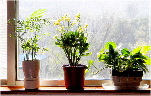Decorate-your-home-with-plants