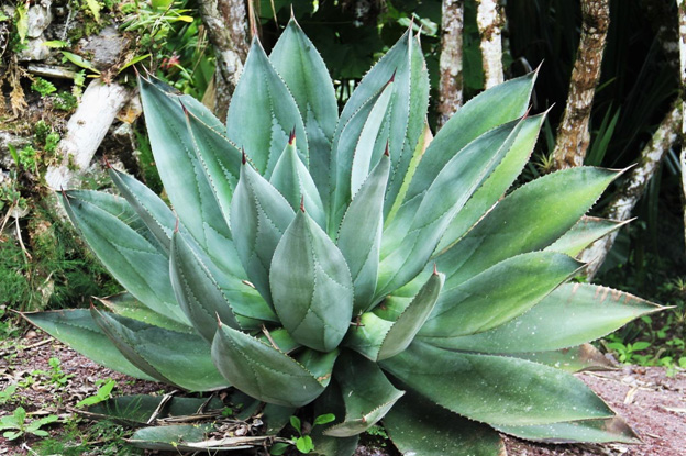 aloe-vera