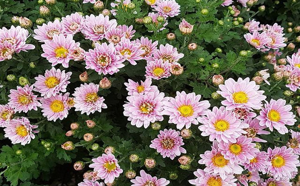 chrysanthemum