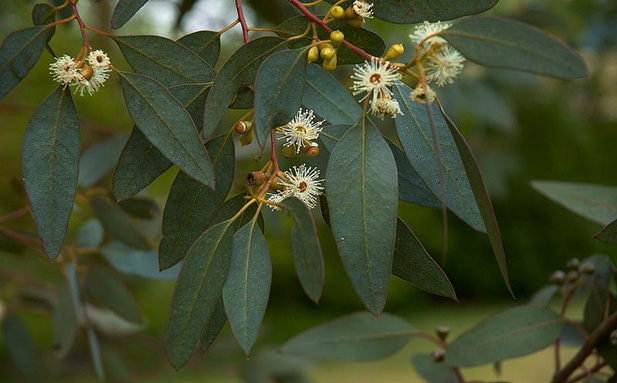 eucalyptus