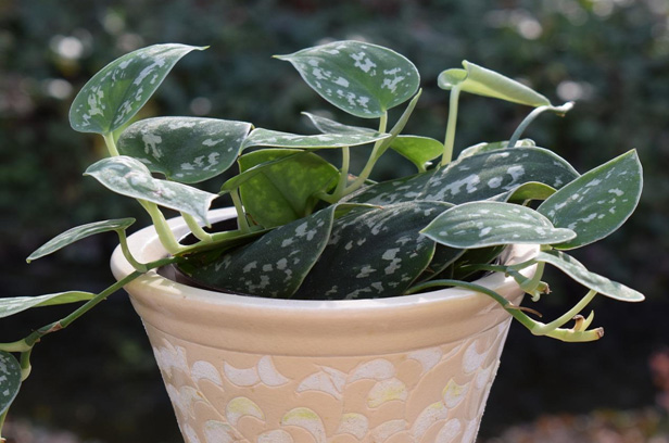 philodendron